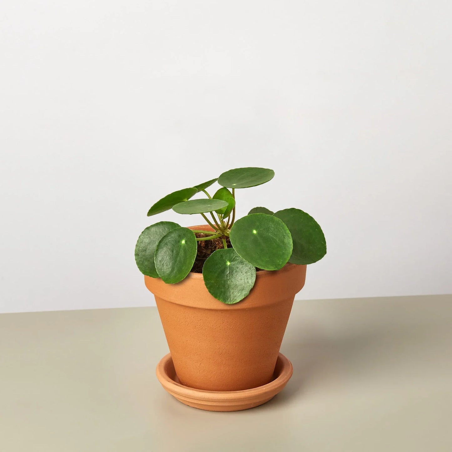 Pilea Peperomioides | Pet-Friendly & Compact