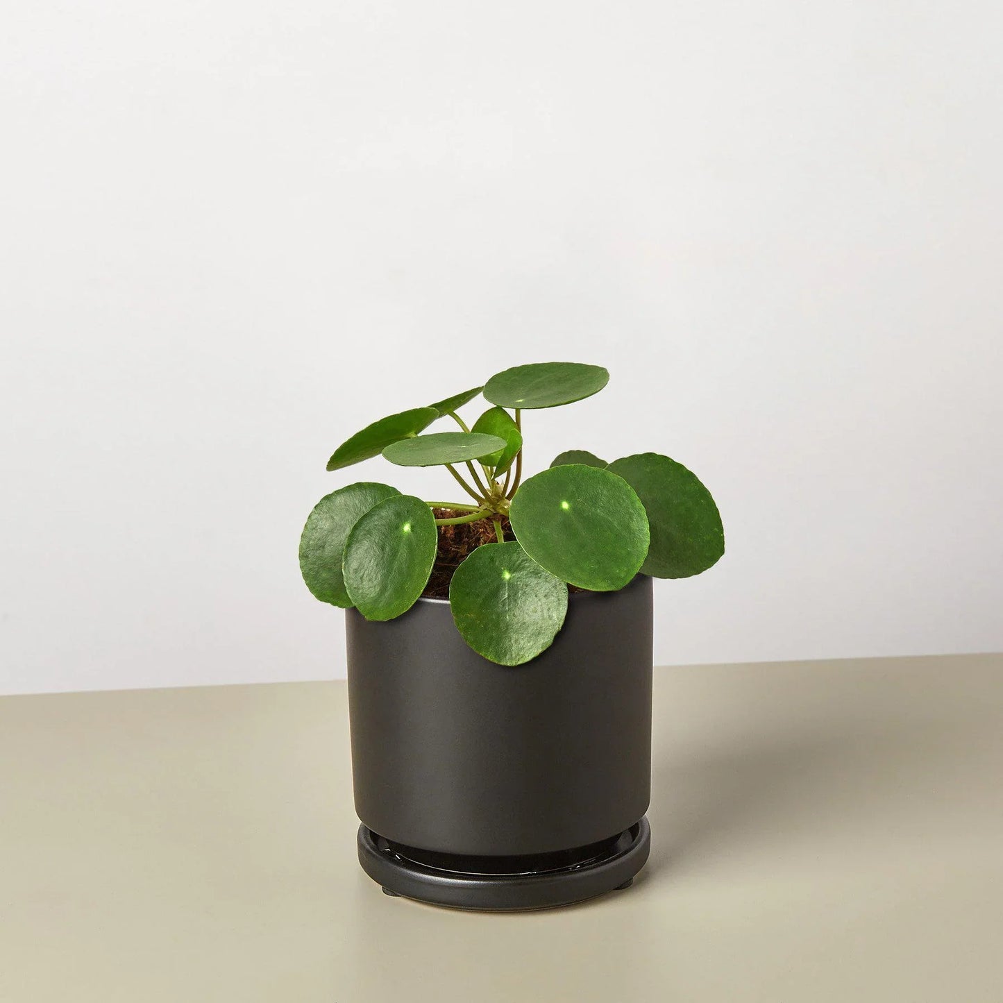 Pilea Peperomioides | Pet-Friendly & Compact