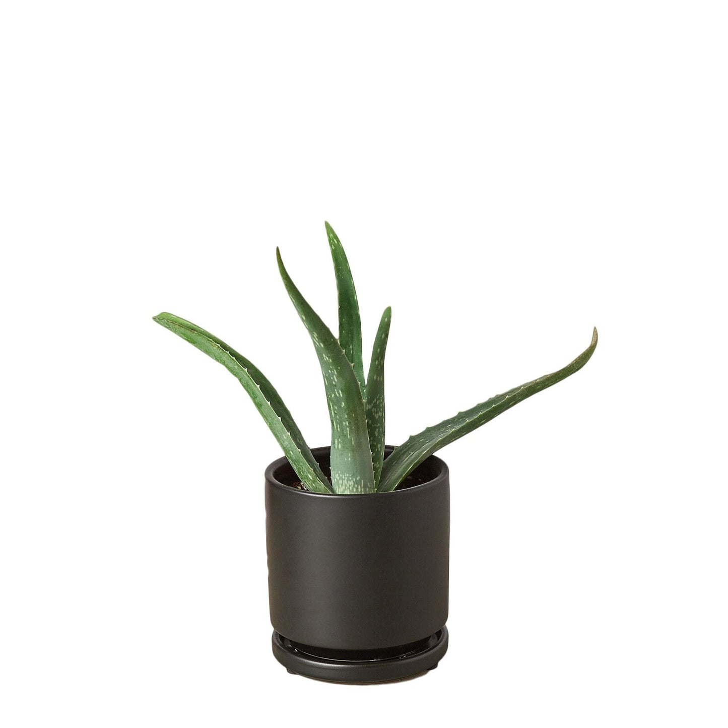 Aloe Vera | Healing Succulent for Easy Indoor Care