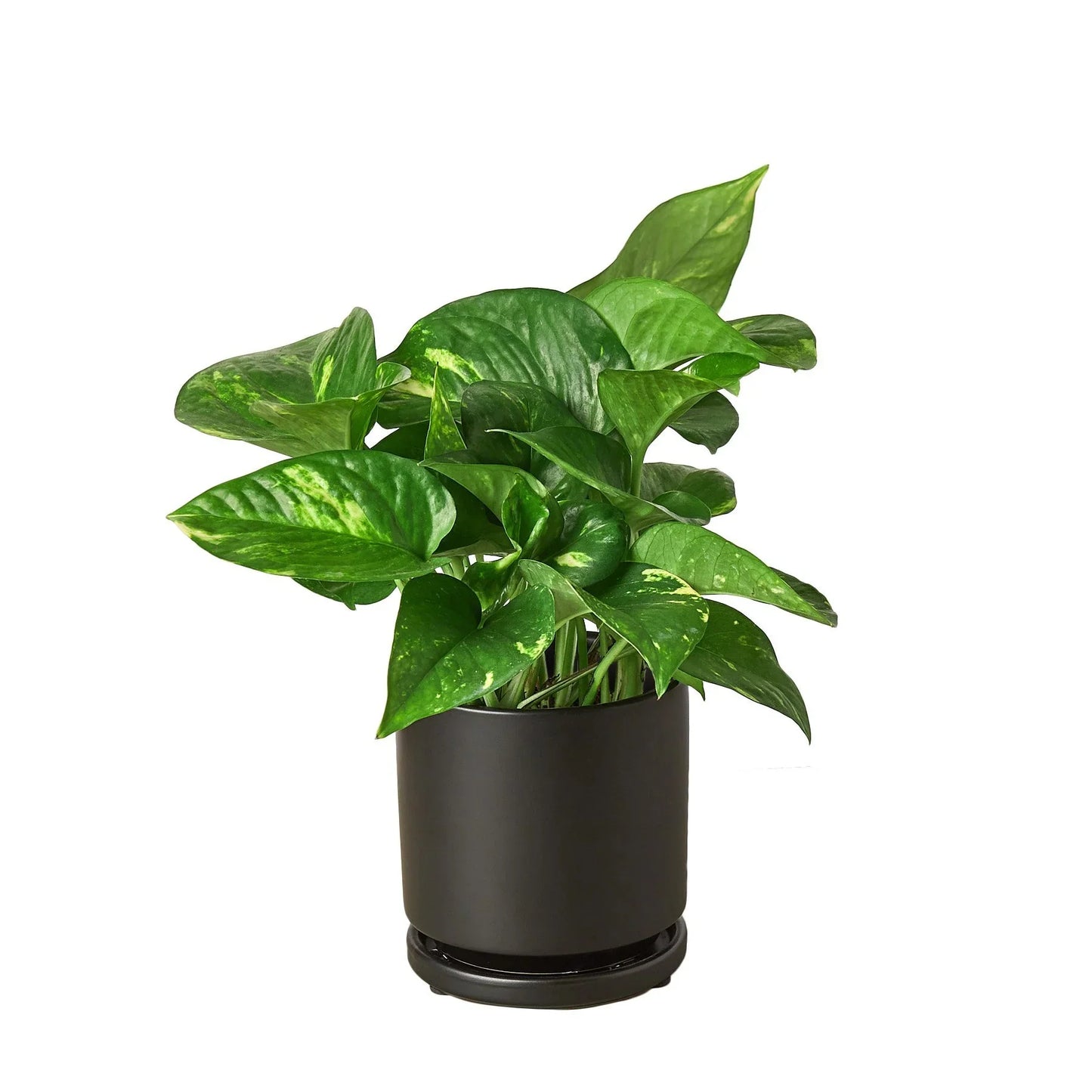 Golden Pothos | Trailing, Easy-Care Hanging Vine