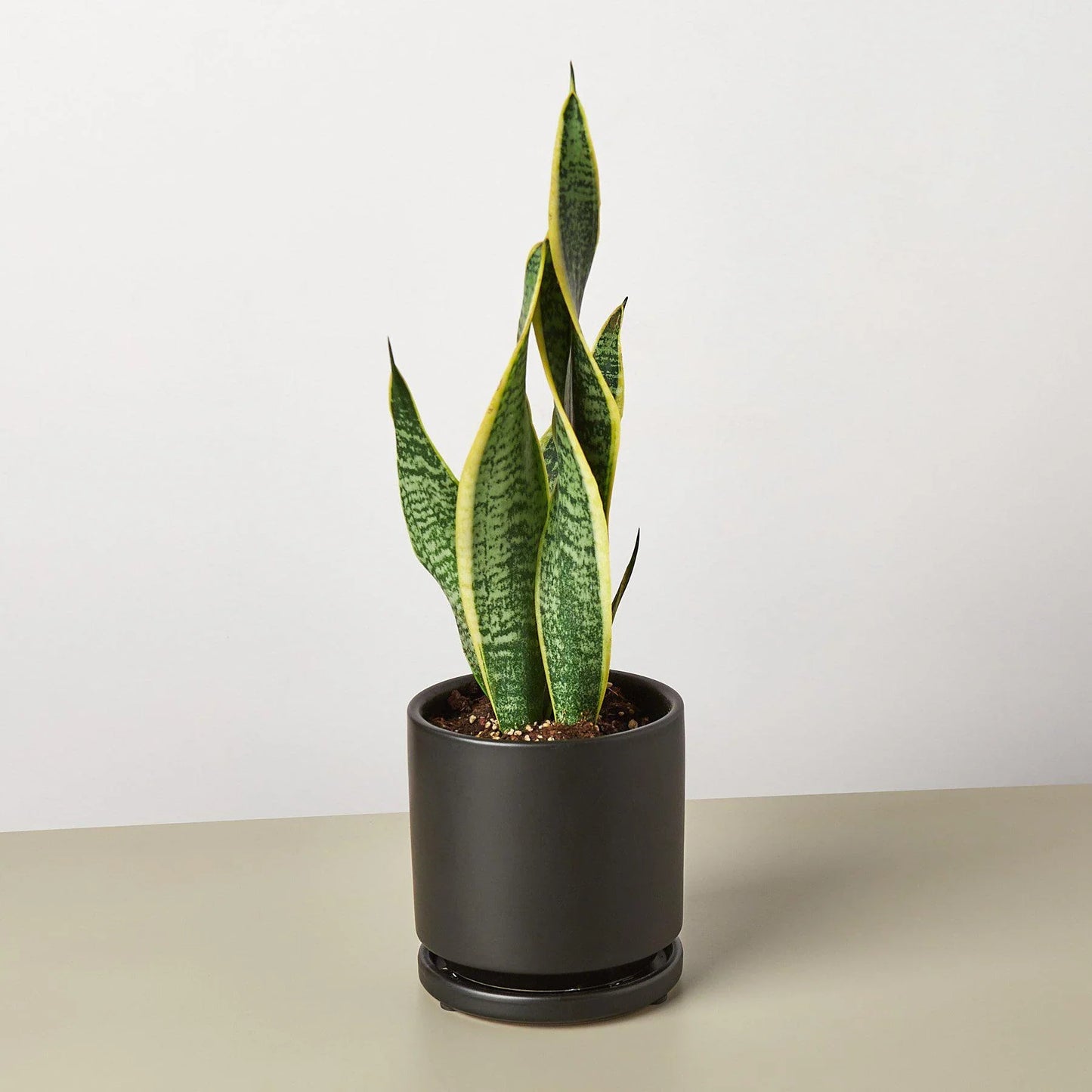 Snake Plant ‘Laurentii’ | Bold, Air-Purifying Foliage