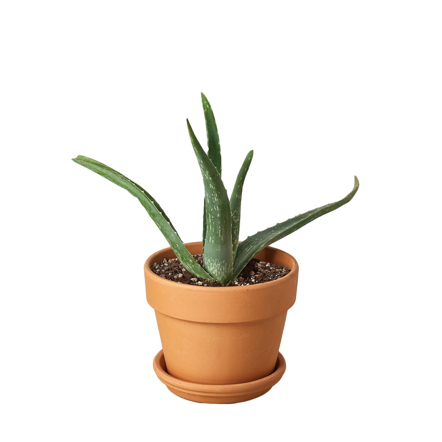 Aloe Vera | Healing Succulent for Easy Indoor Care