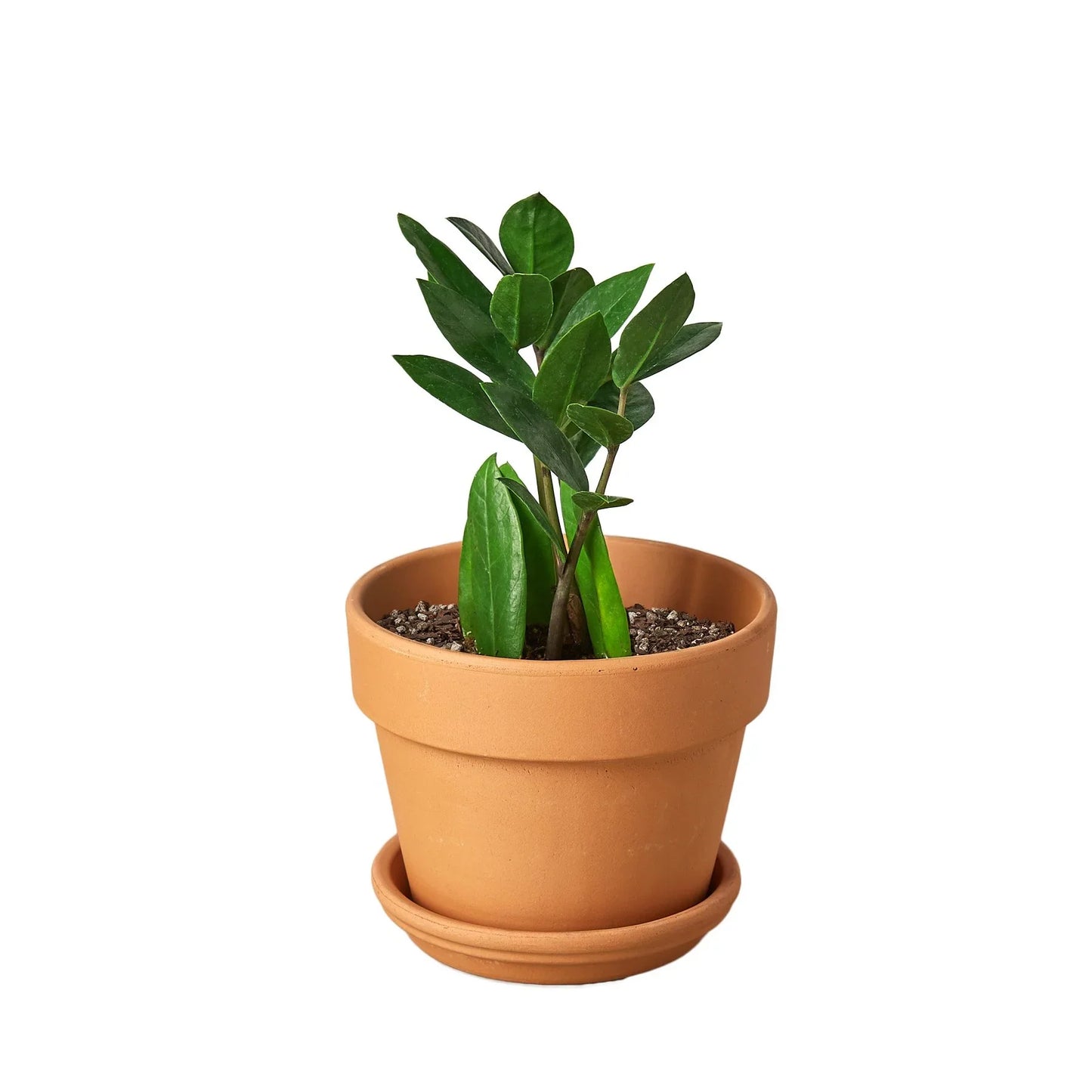 ZZ Plant | Low-Light, Hardy Air-Purifying Plant
