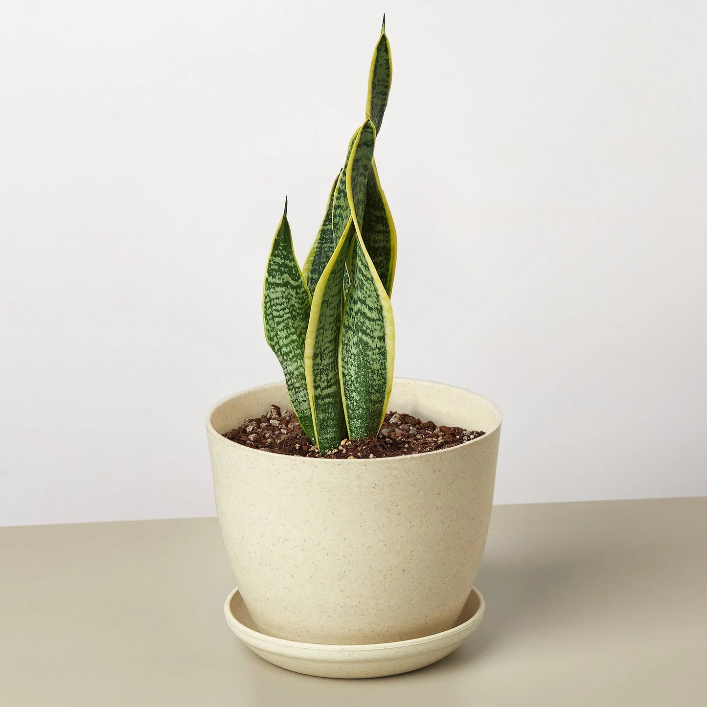 Snake Plant ‘Laurentii’ | Bold, Air-Purifying Foliage