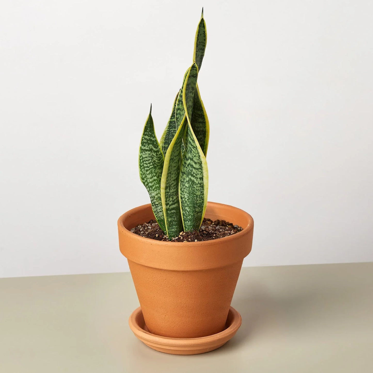 Snake Plant ‘Laurentii’ | Bold, Air-Purifying Foliage