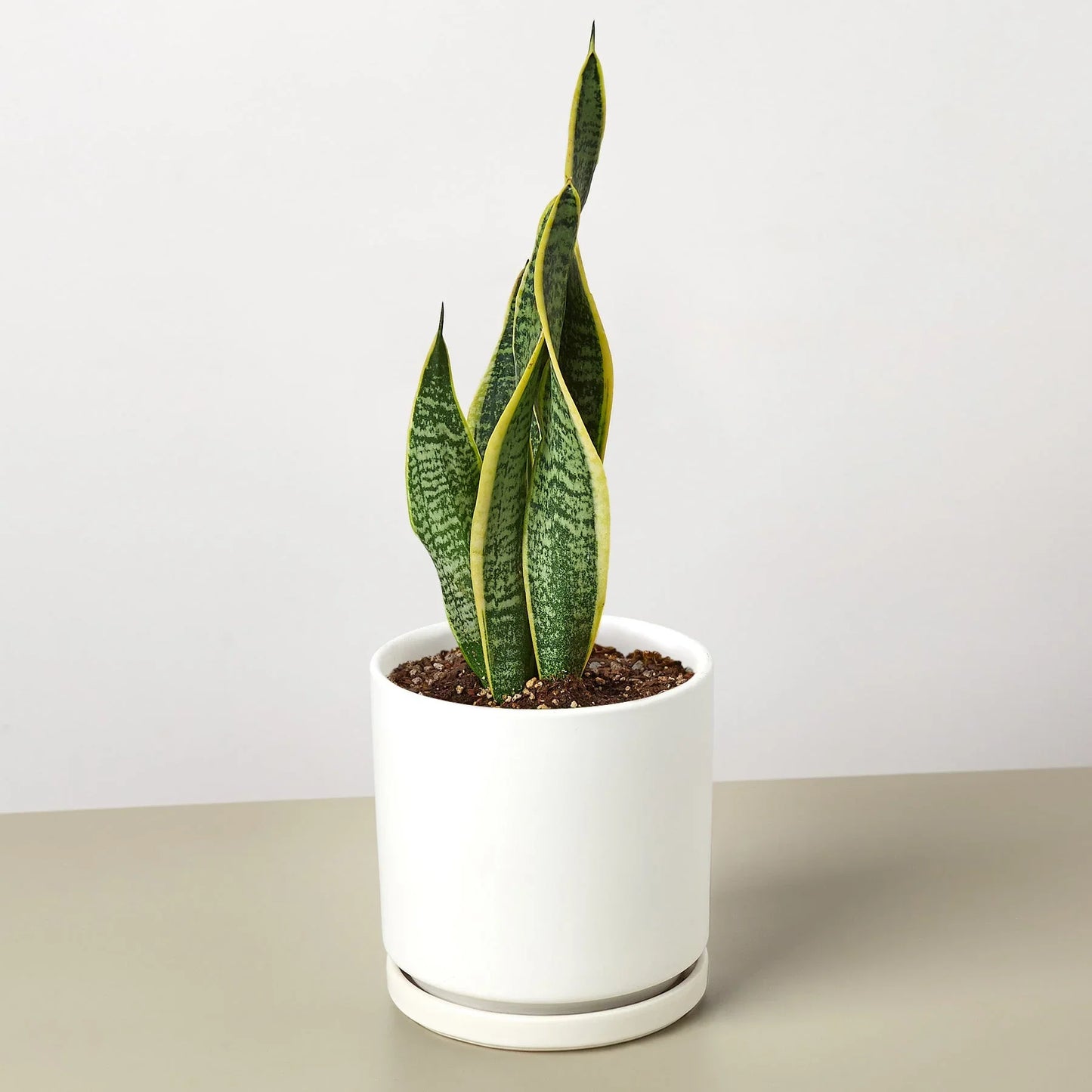 Snake Plant ‘Laurentii’ | Bold, Air-Purifying Foliage