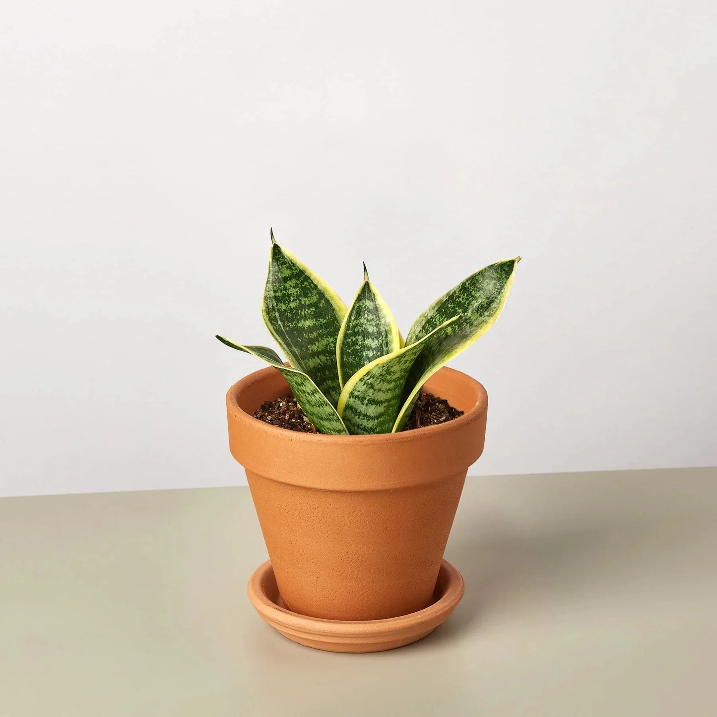 Easy-care Snake Plant Laurentii dwarf with green leaves and yellow edges in a terracotta pot. Shipped live by Plants & Roses Inc.