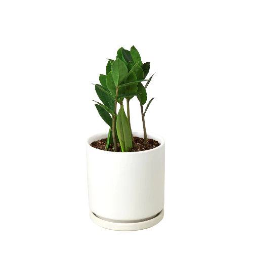 ZZ Plant | Low-Light, Hardy Air-Purifying Plant