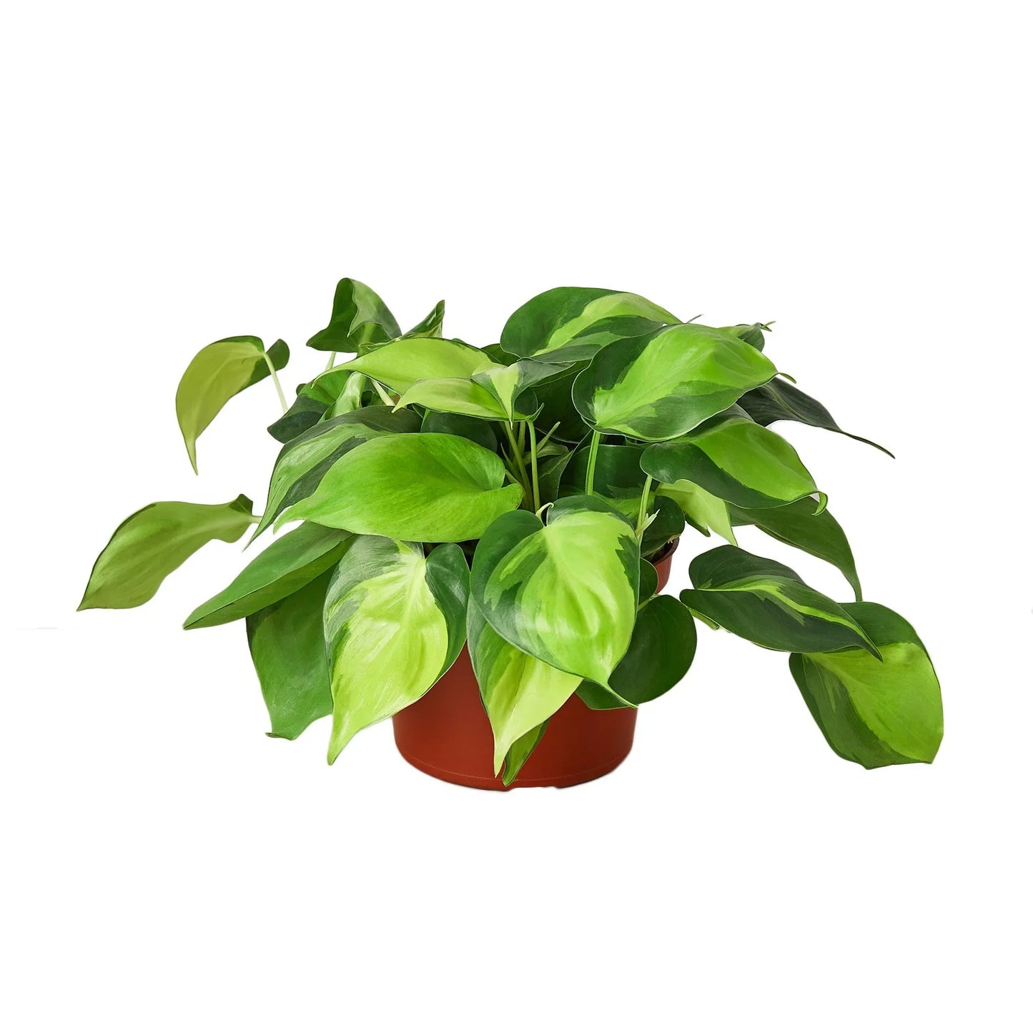 Philodendron ‘Brasil’ | Variegated, Easy Trailing