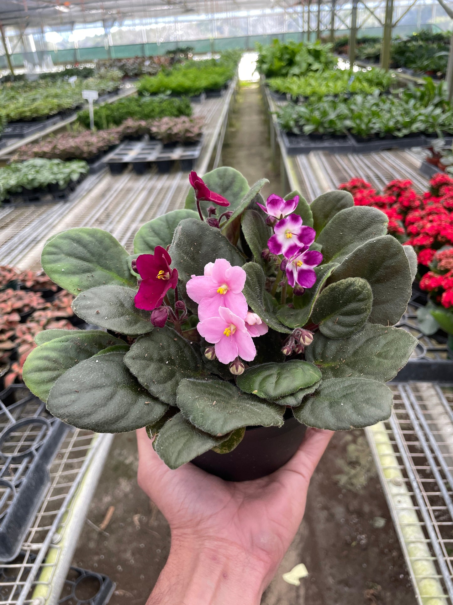 Detail of the velvety, heart-shaped leaves of an African Violet