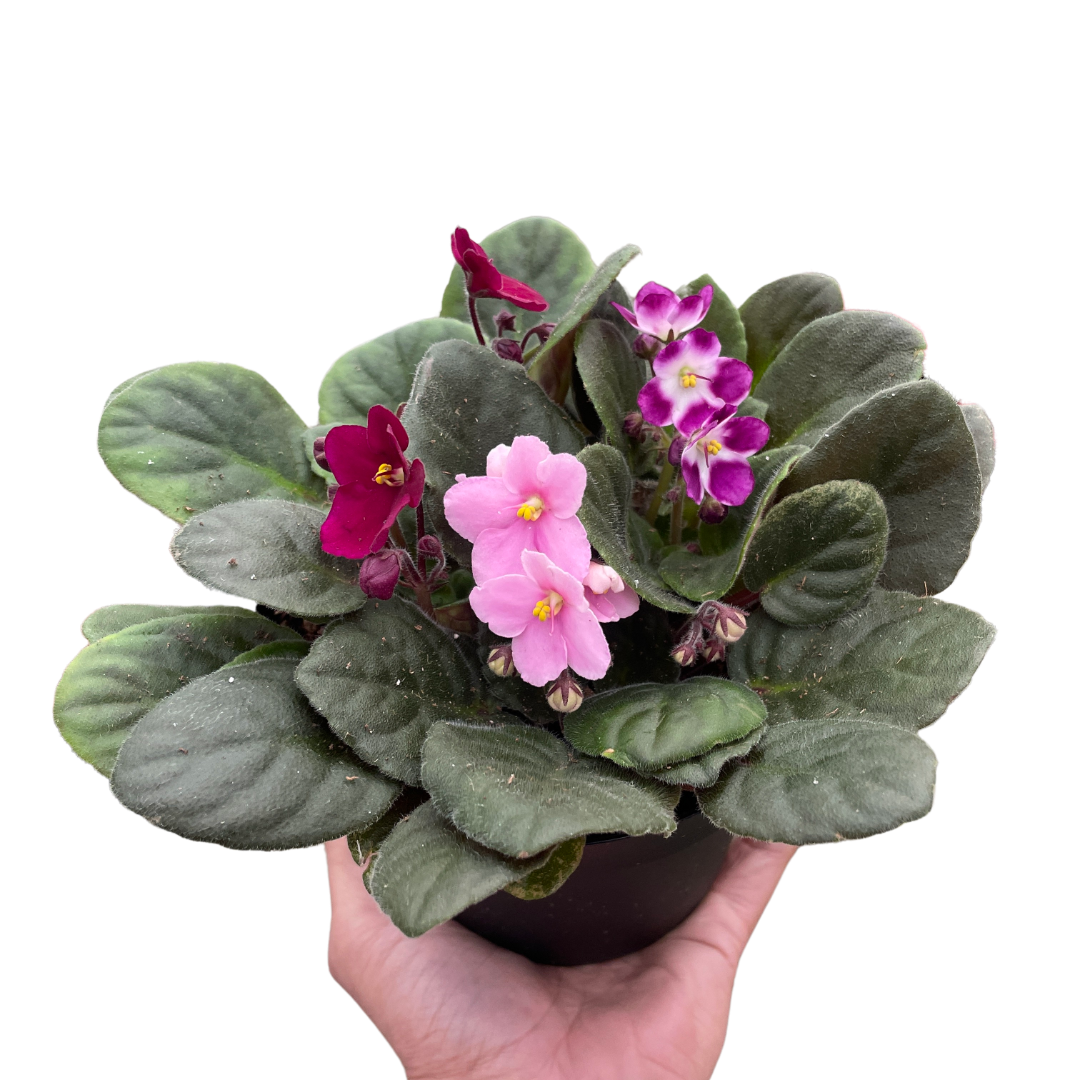 African Violet plant with vibrant purple blooms and velvety leaves on a windowsill