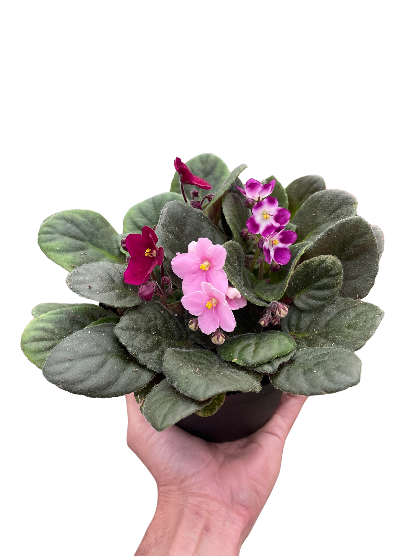 African Violet plant in a small pot, showing its compact 6-8 inch size