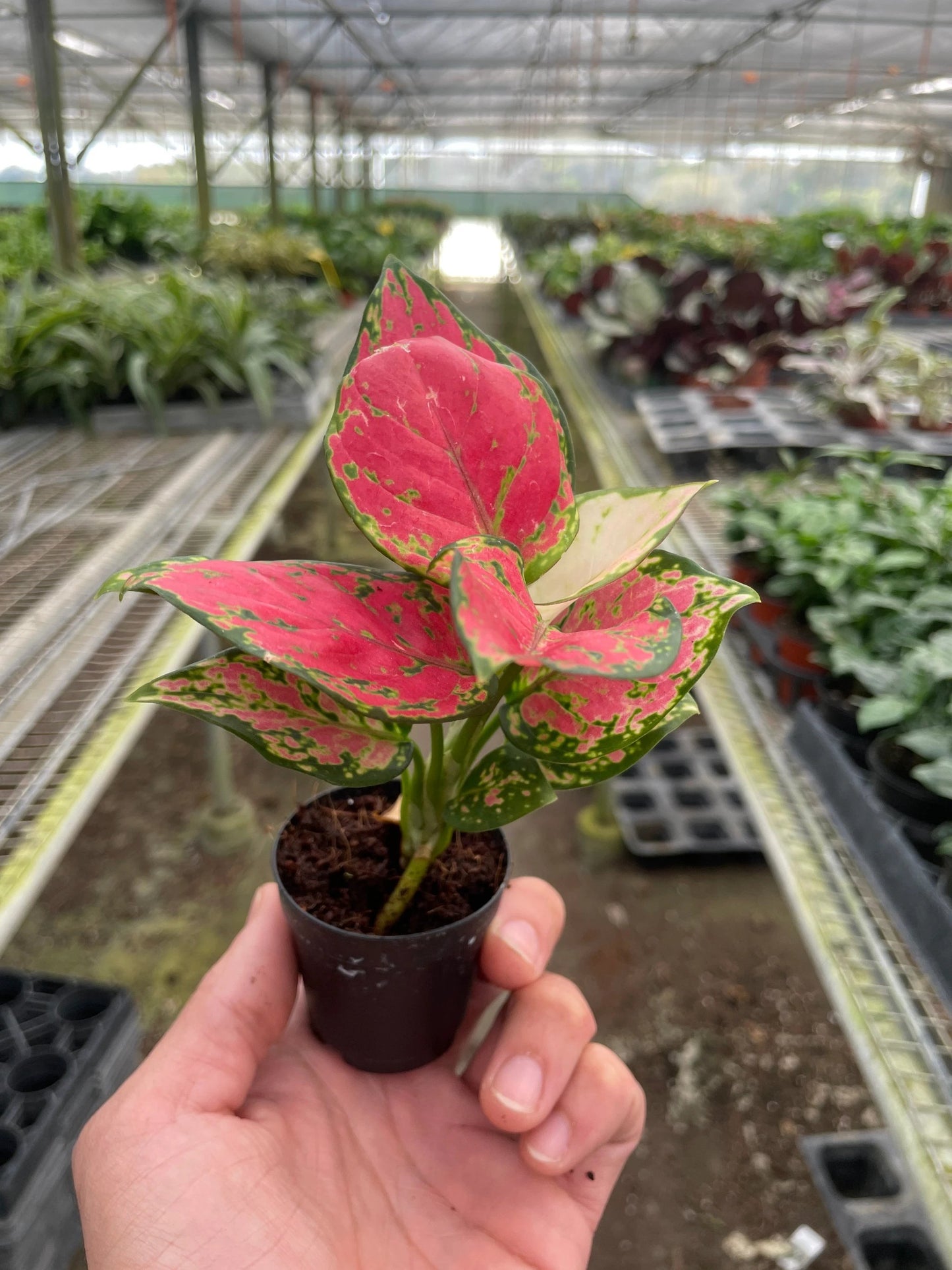Easy-care Lady Valentine Aglaonema pink variegated patterned leaves with green margins. Potted plant held. Shipped live by Plants & Roses Inc.