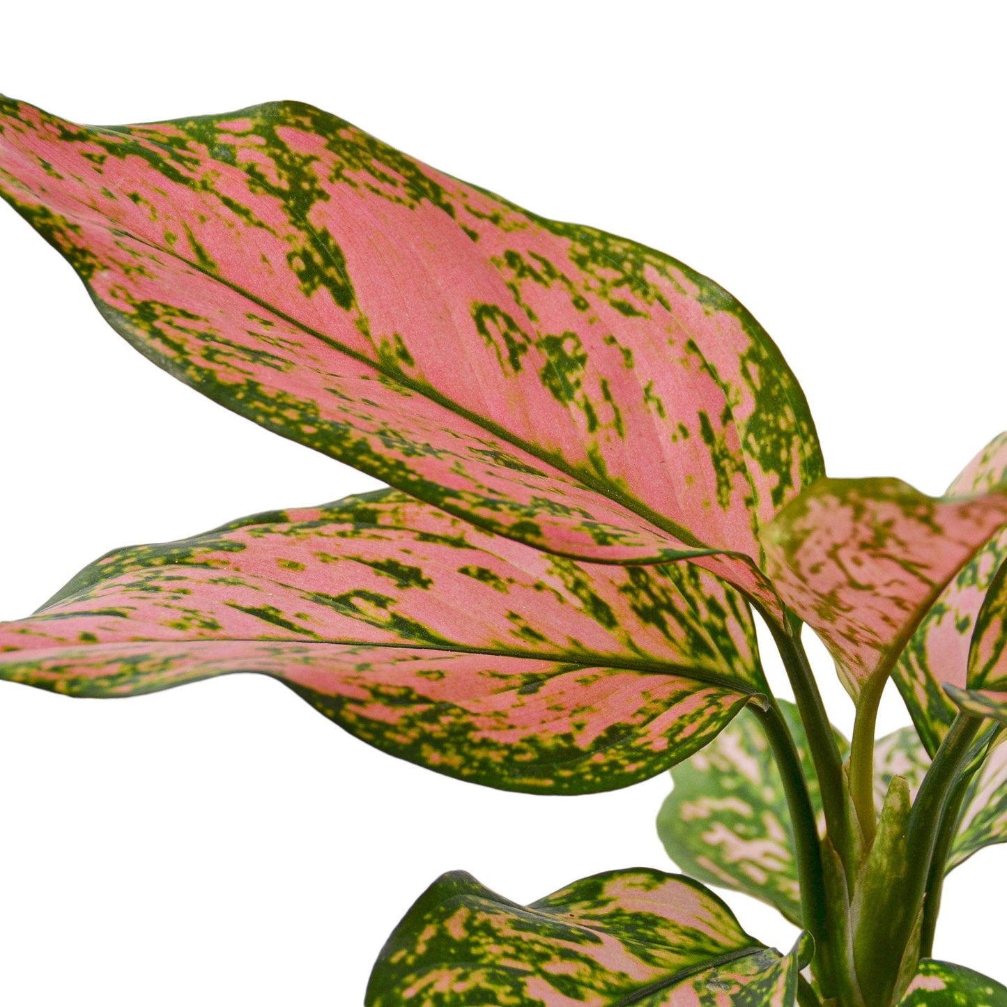 Close-up of an Aglaonema 'Lady Valentine' leaf showing detailed pink and green variegation