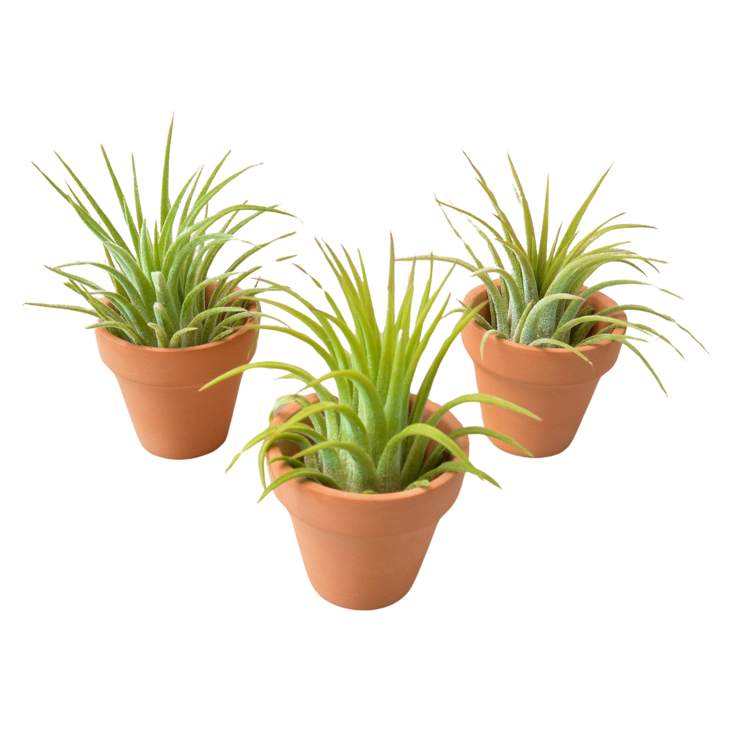 Ionantha Guatemala air plant perfectly nestled in a miniature terra cotta pot, ready for display