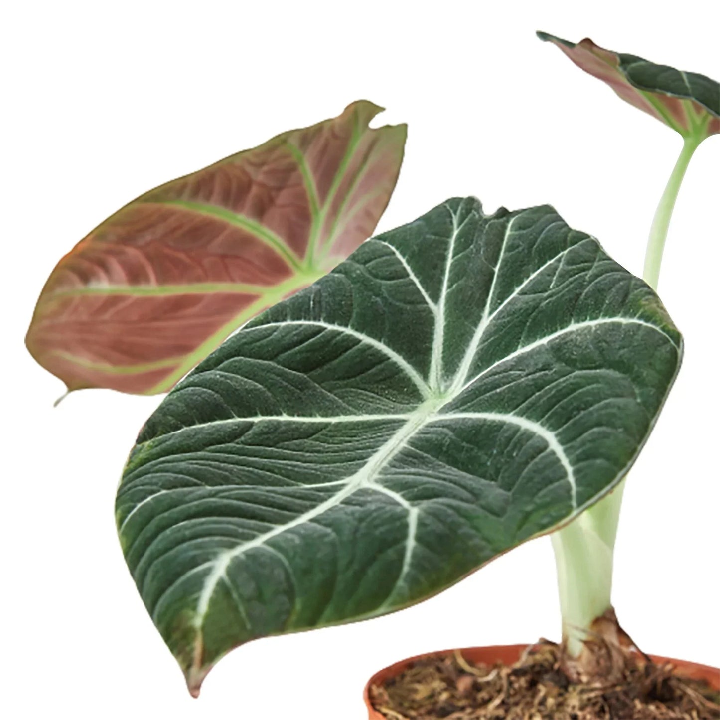 Close-up of the unique velvety texture and bright veins on an Alocasia 'Black Velvet' leaf