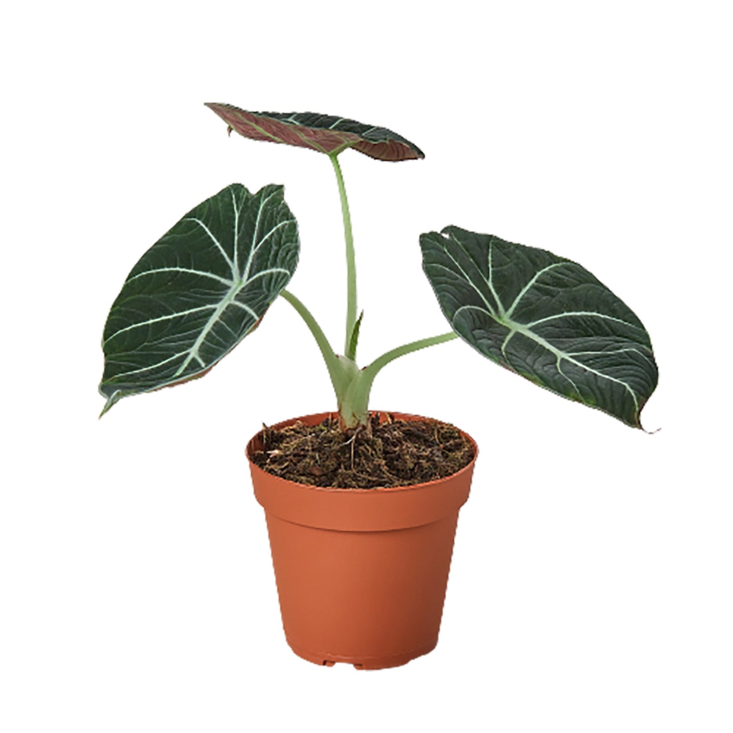 Alocasia Reginula 'Black Velvet' plant with dark, velvety leaves and prominent silver veins