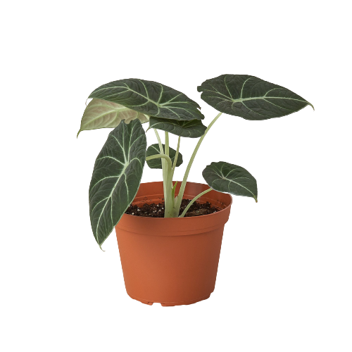 Alocasia Reginula 'Black Velvet' in a decorative pot, showcasing its compact growth