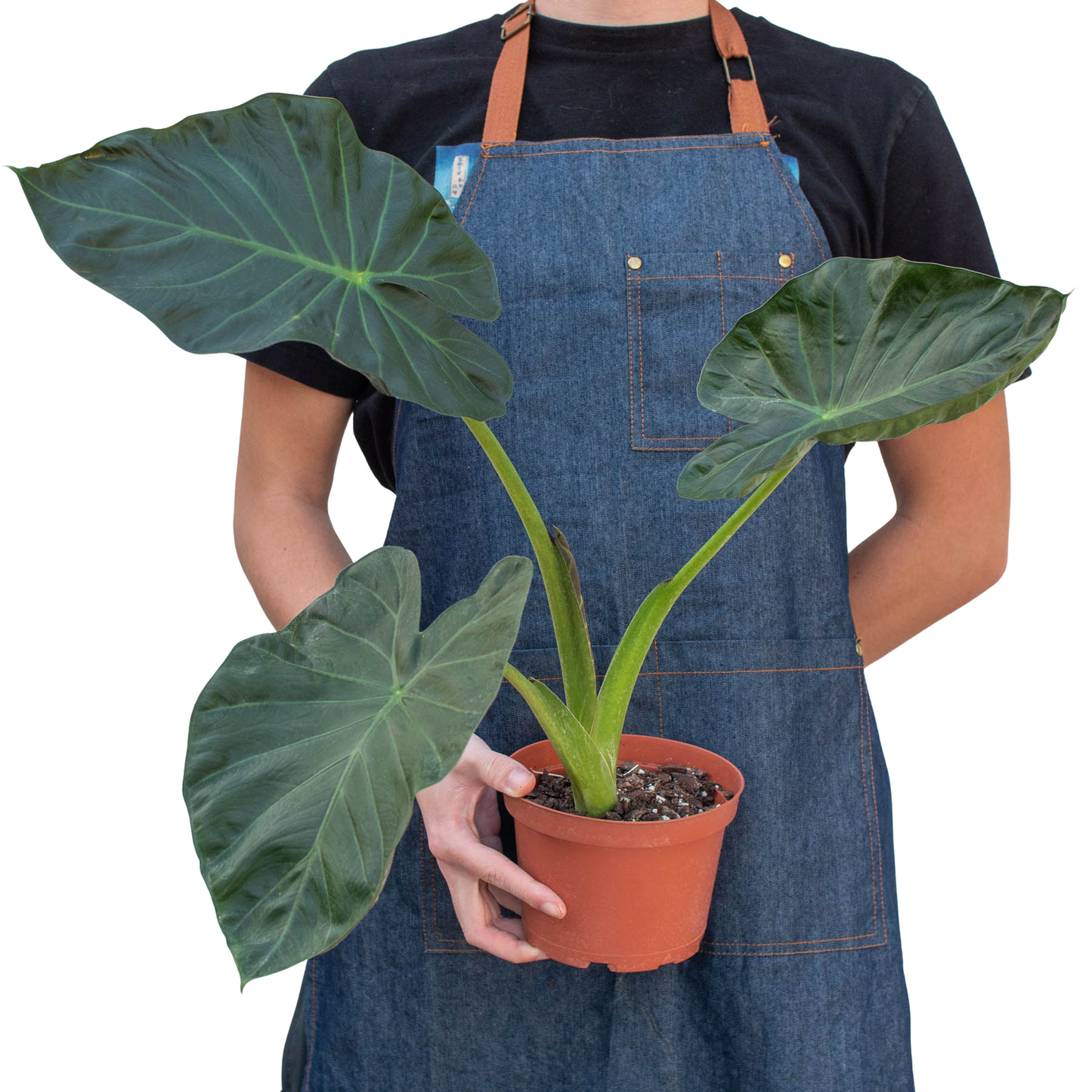 Full view of an Alocasia 'Regal Shields' plant, highlighting its impressive Elephant Ear foliage