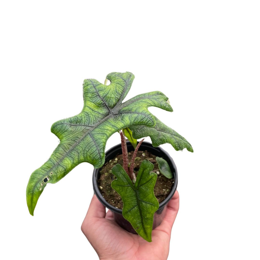 Alocasia 'Jacklyn' plant with vivid green, deeply lobed leaves resembling a stag's head