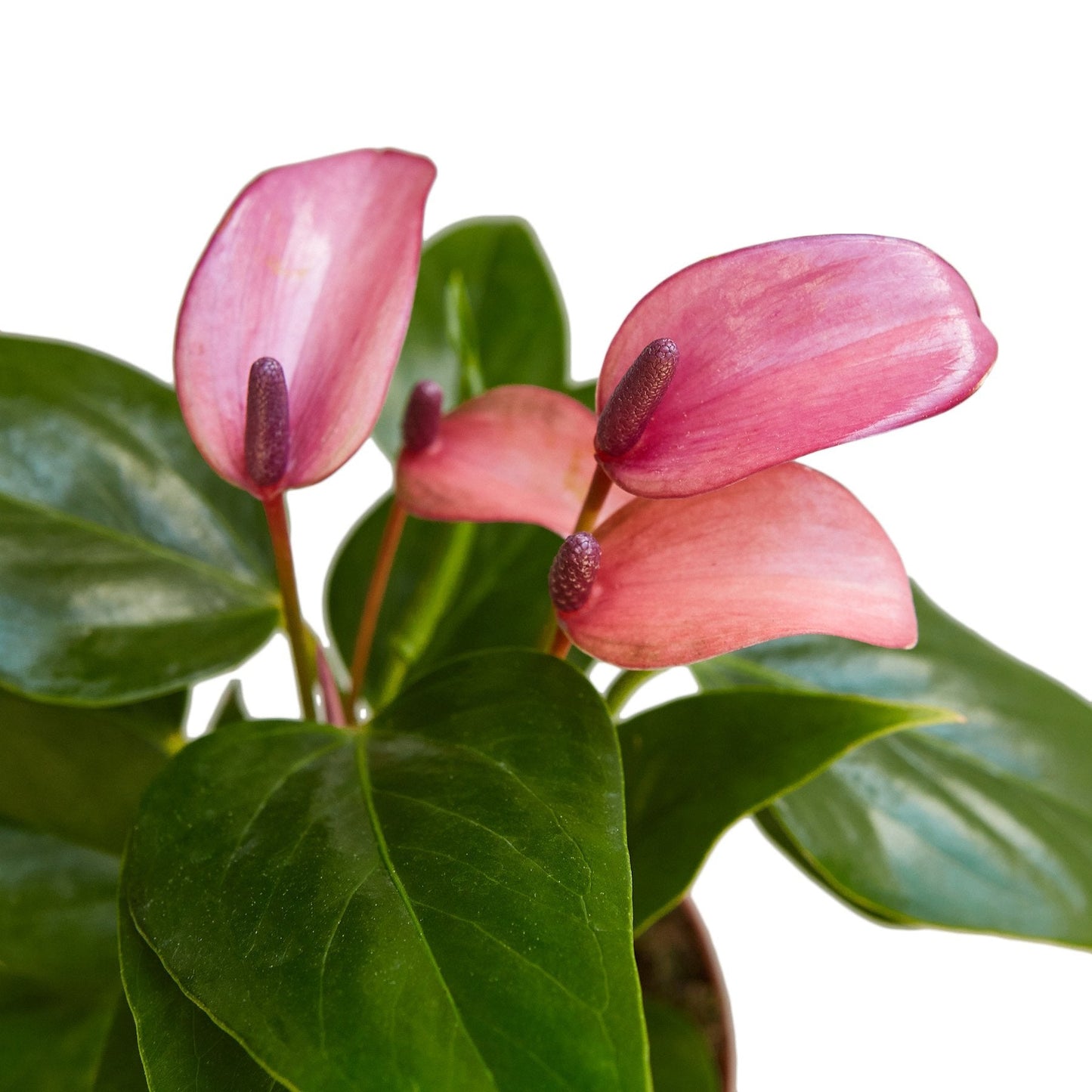 Close-up of the waxy purple spathe and yellow spadix of an Anthurium 'Purple