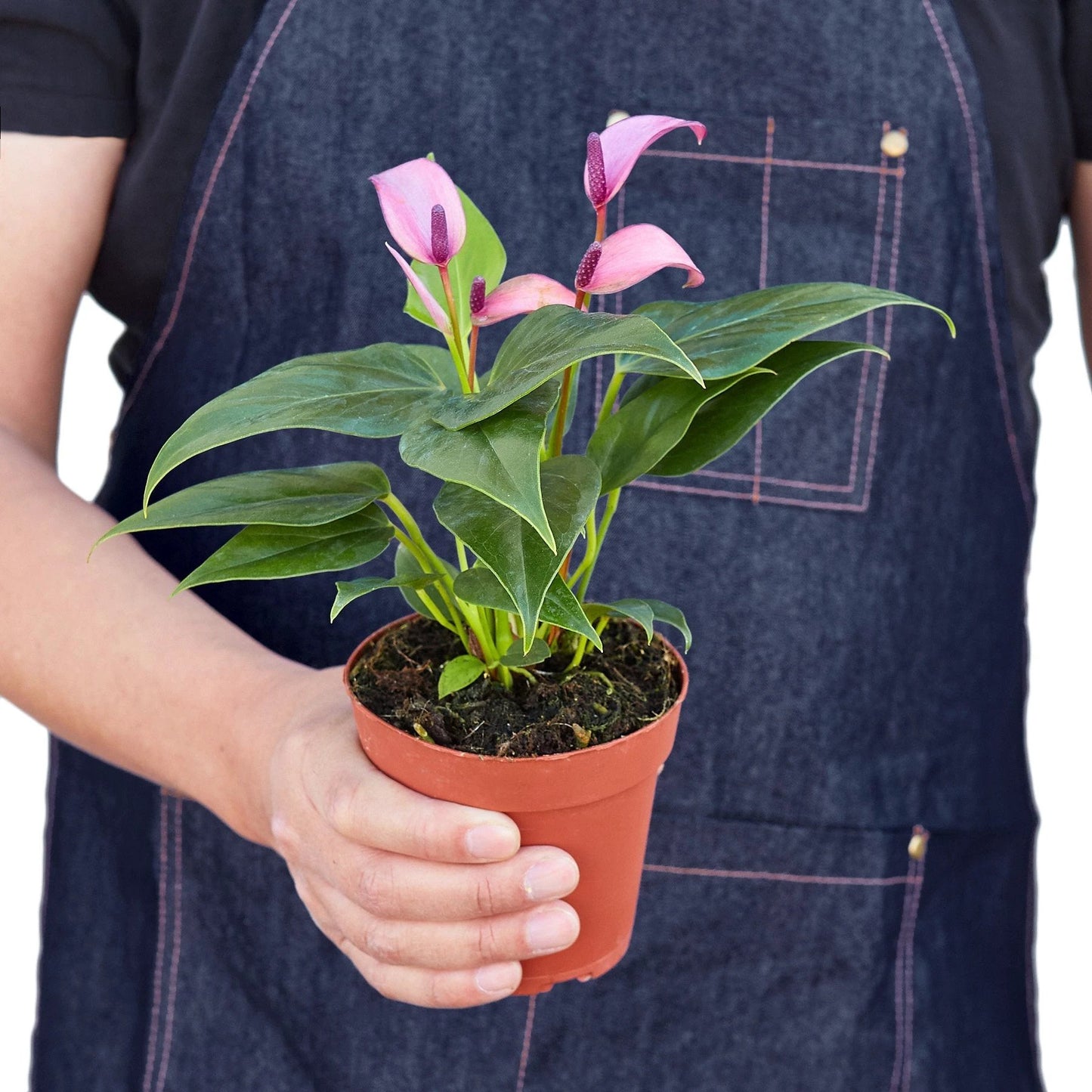Drama Purple Anthurium with bold pink spathes and glossy leaves in a 4in pot held by a person in an apron. Shipped live by Plants & Roses Inc.