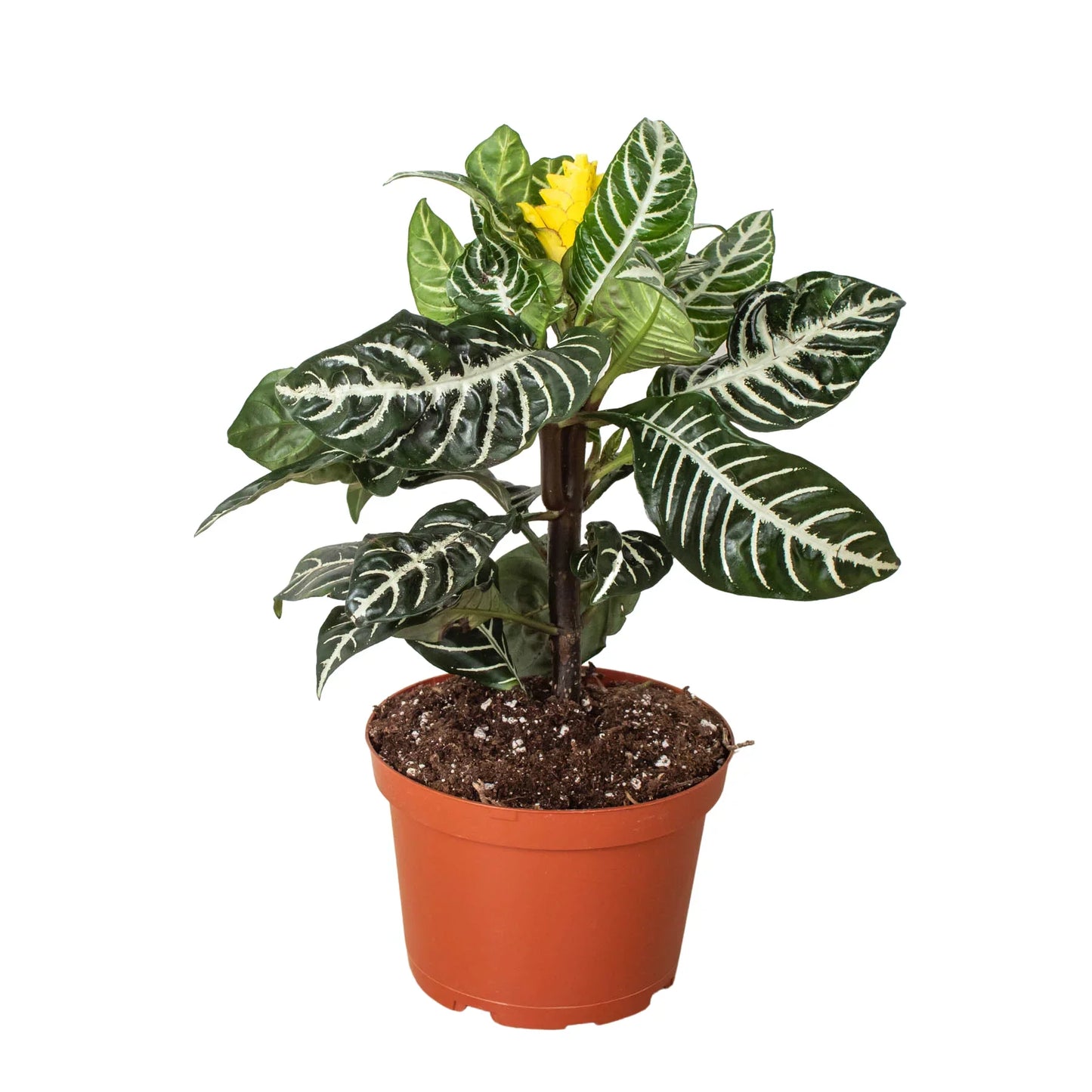 Potted Zebra House Plant, showcasing its compact size and upright growth