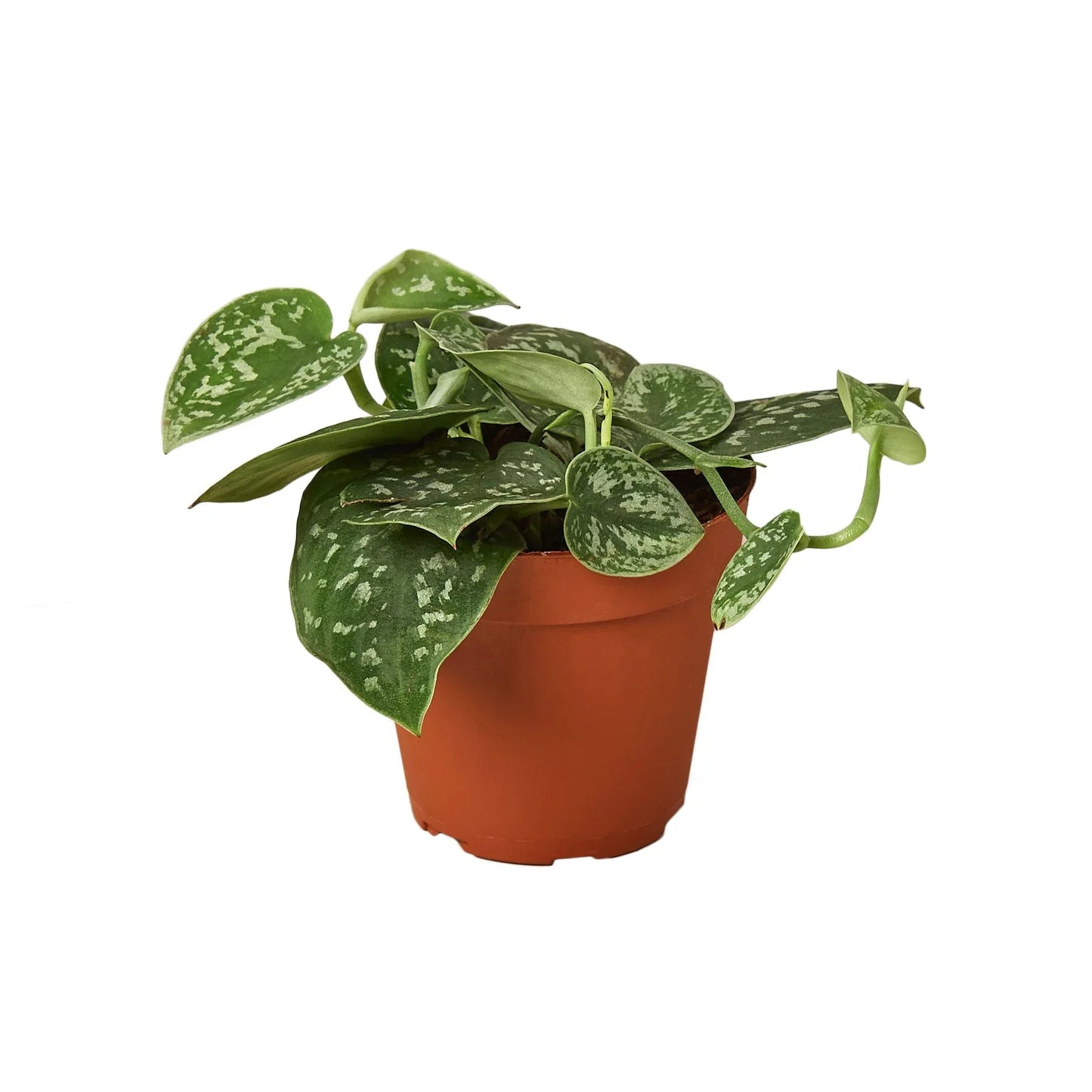 Pothos ‘Satin’ | Trailing, Air-Purifying Vine