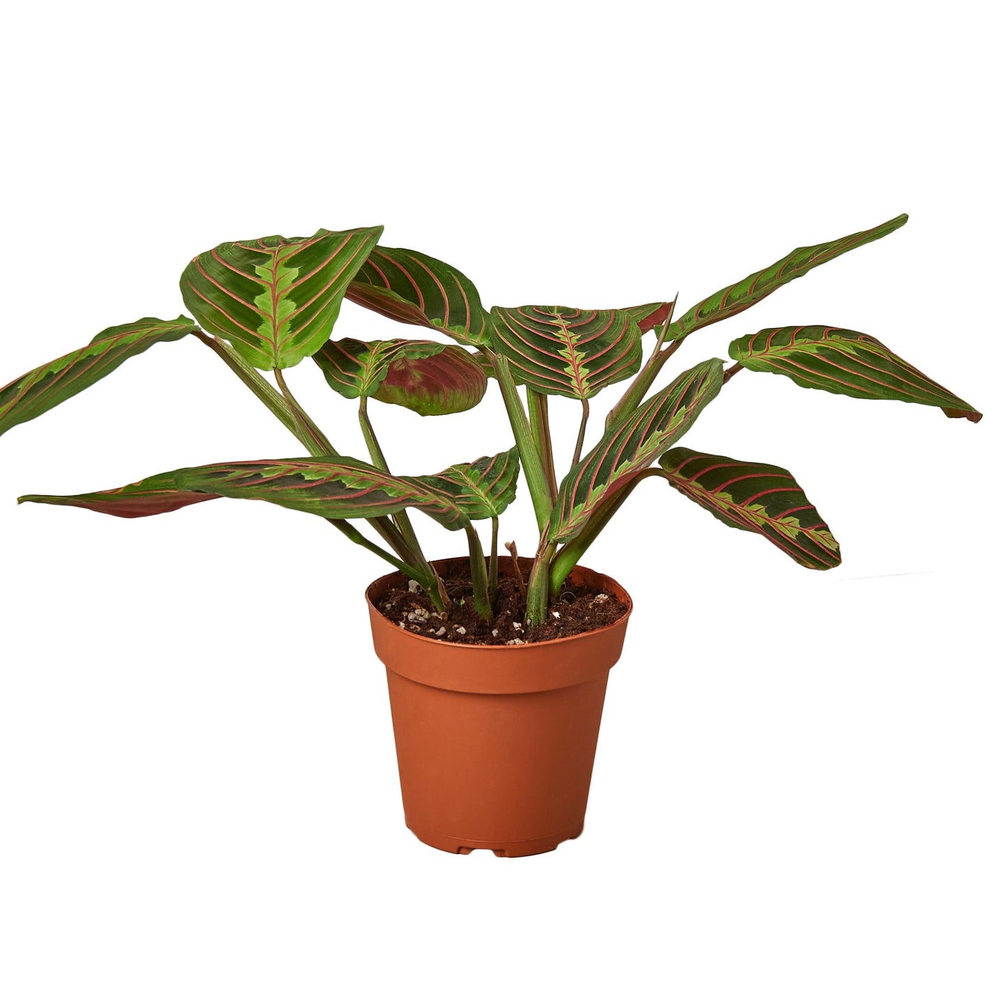 Red Prayer Plant | Pet-Safe Hanging Foliage