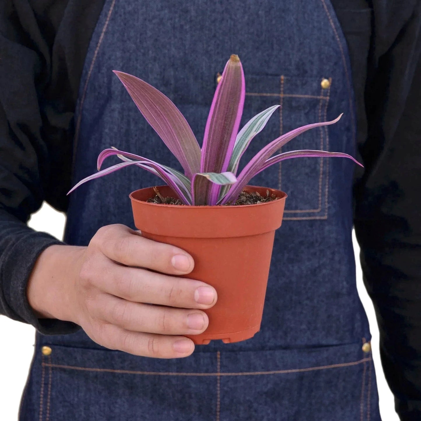 Easy-care Oyster Plant with bold purple foliage in a small terracotta pot. Held by a denim apron wearing hand. Shipped live by Plants & Roses Inc.