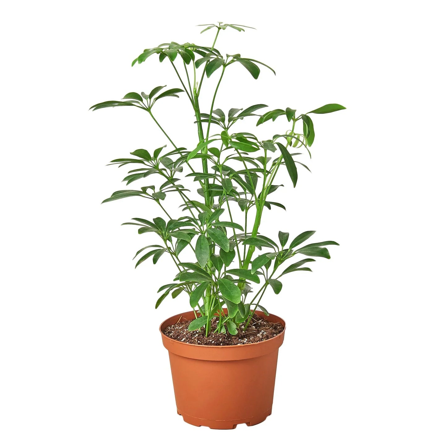 Schefflera ‘Umbrella’ | Easy-Care Indoor Tree