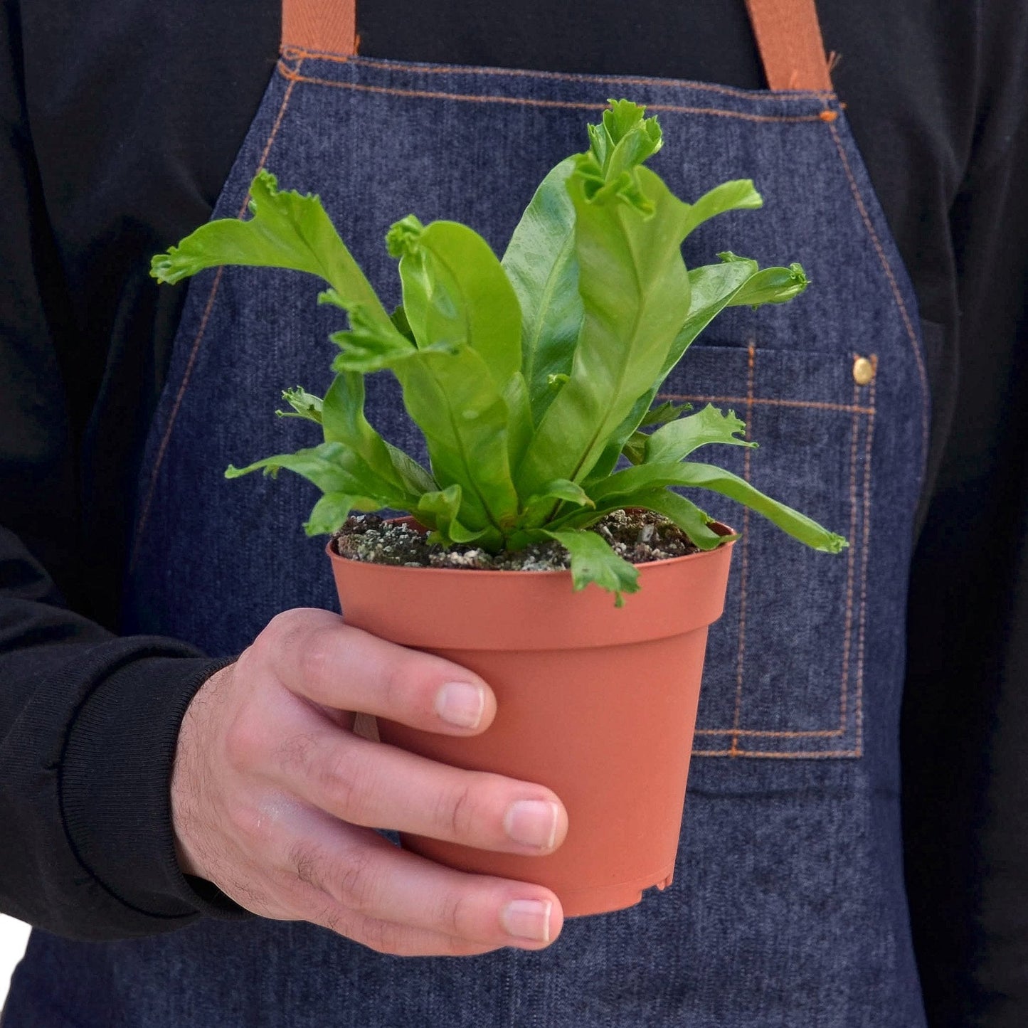 Compact growth habit of the Bird's Nest 'Leslie' Fern in a decorative pot