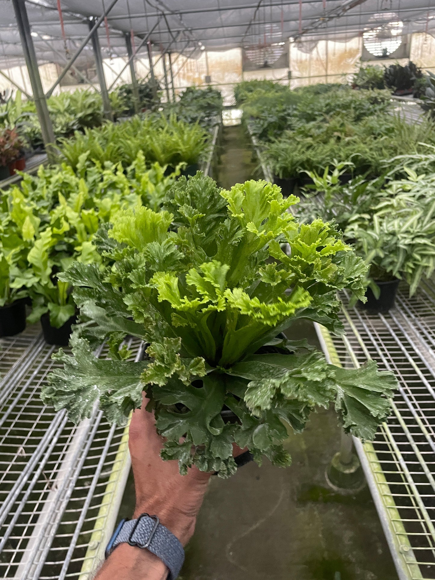 Bird's Nest 'Leslie' Fern adding tropical charm to an indoor plant arrangement