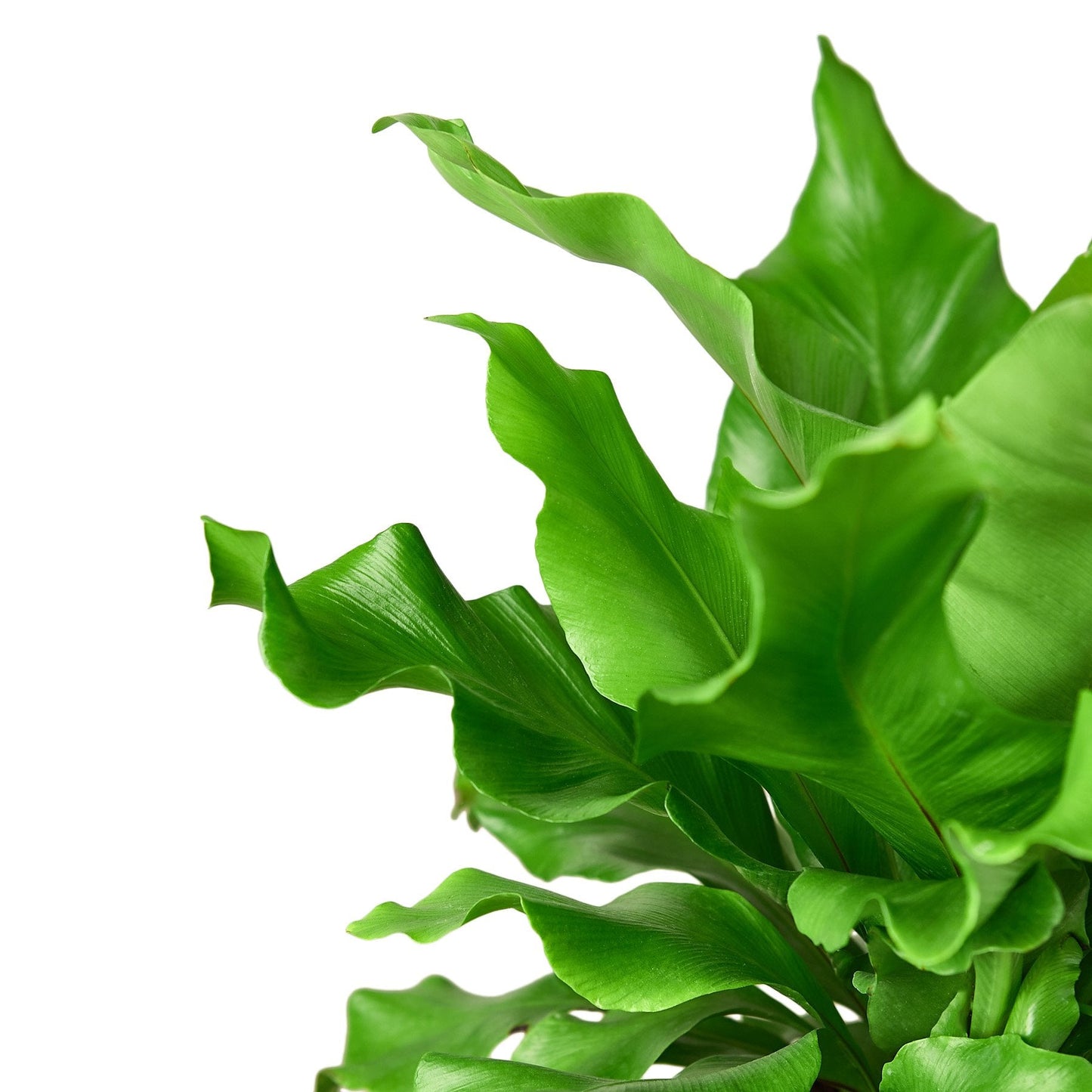 Close-up of the crinkled texture and vibrant green color of Bird's Nest Fern fronds