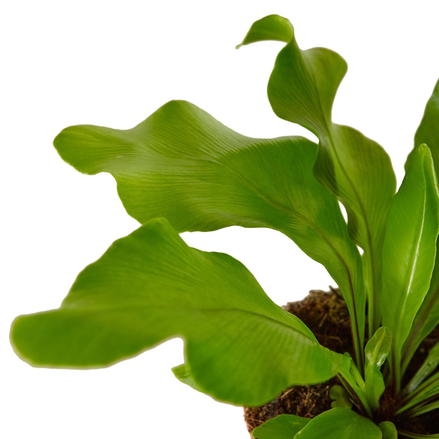 Bird's Nest 'Nidus' Fern creating a lush, tropical ambiance in an indoor setting