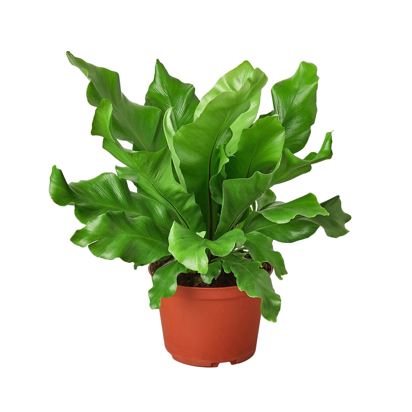 View of the central "nest" where new fronds emerge on the Bird's Nest Fern