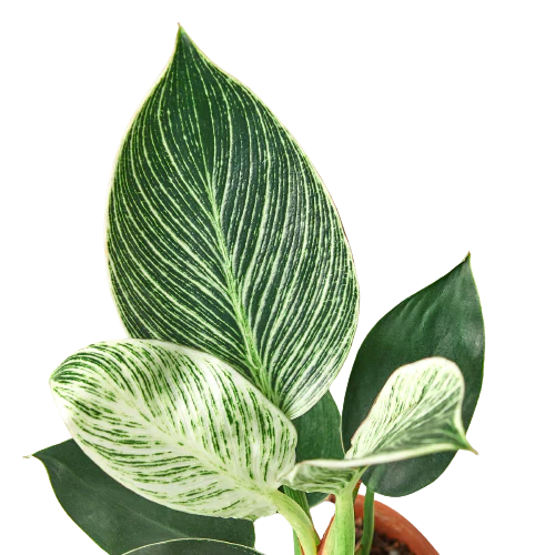 Close-up of a Philodendron 'Birkin' leaf, highlighting its intricate white variegation against the green