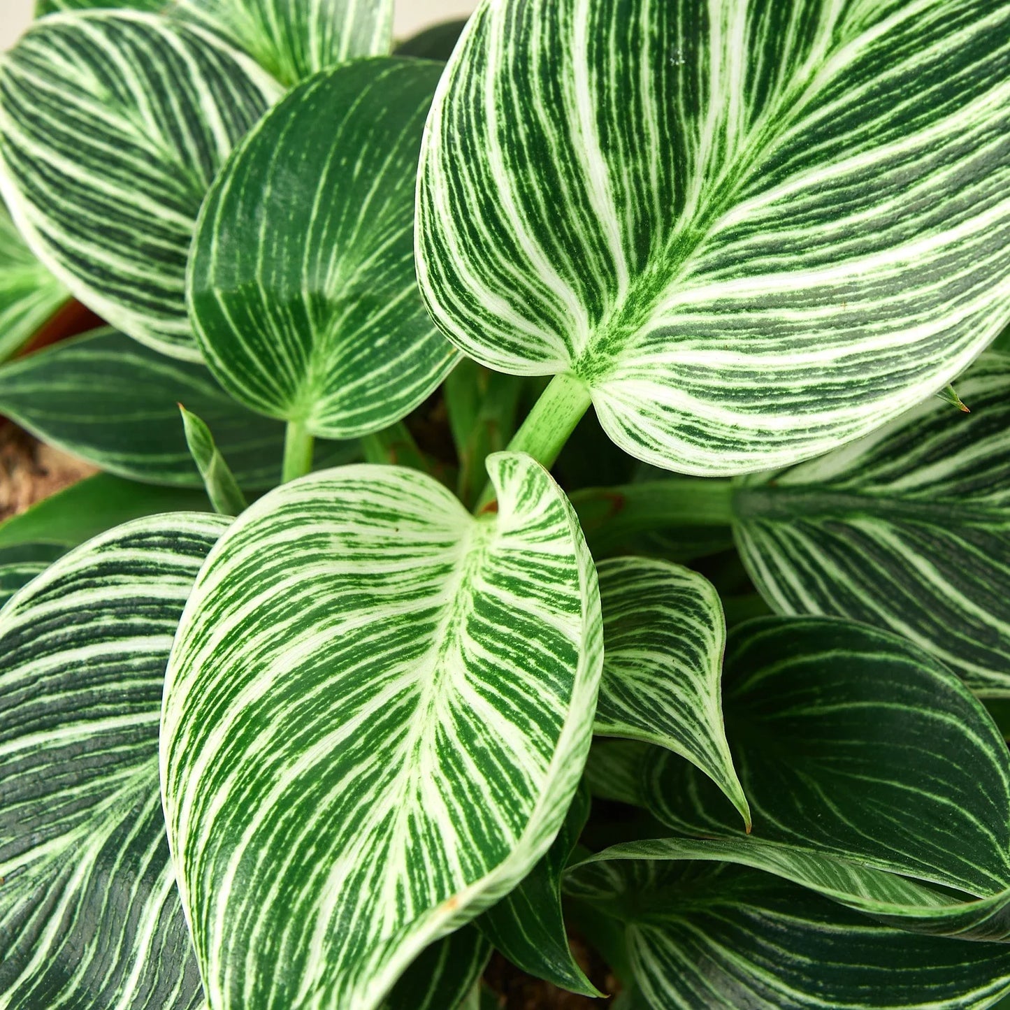 A new, unfurling leaf on a Philodendron 'Birkin', showing the development of its white pinstripes