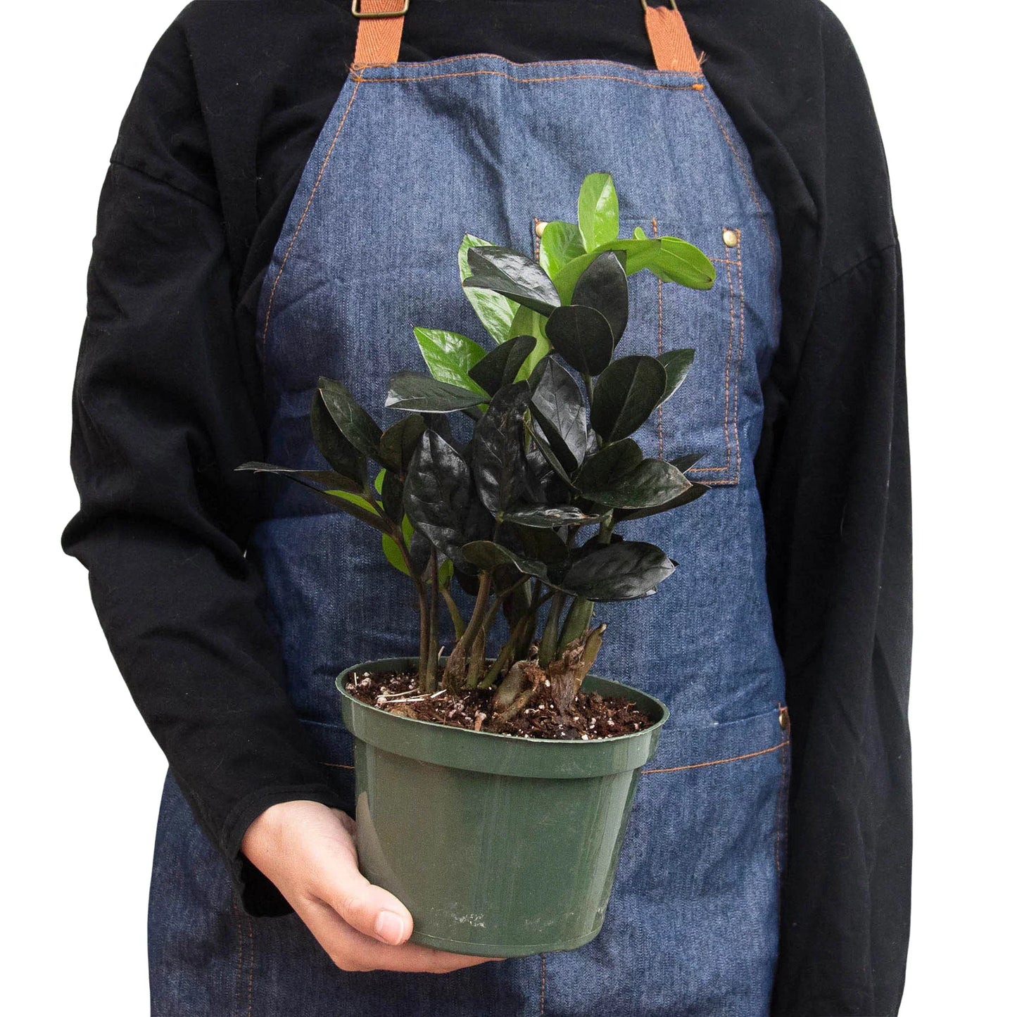 ZZ 'Black Queen' suitable for use in the office or low-light room, showcasing its adaptability