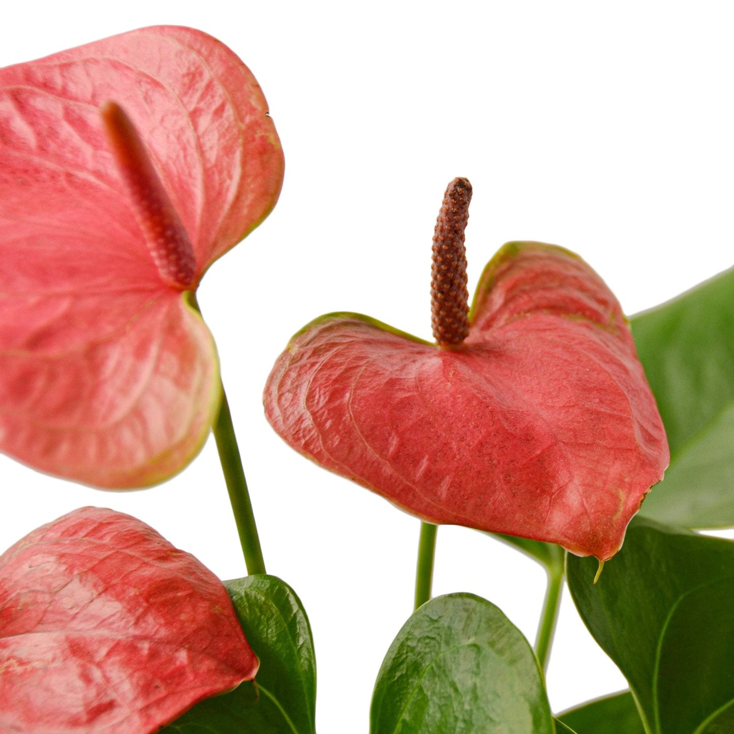 Anthurium ‘Pink’ | Glossy Blooming Tropical Plant