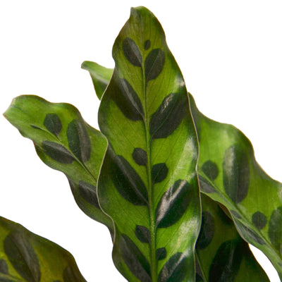 Calathea ‘Rattlesnake’ | Pet-Friendly, Low Light
