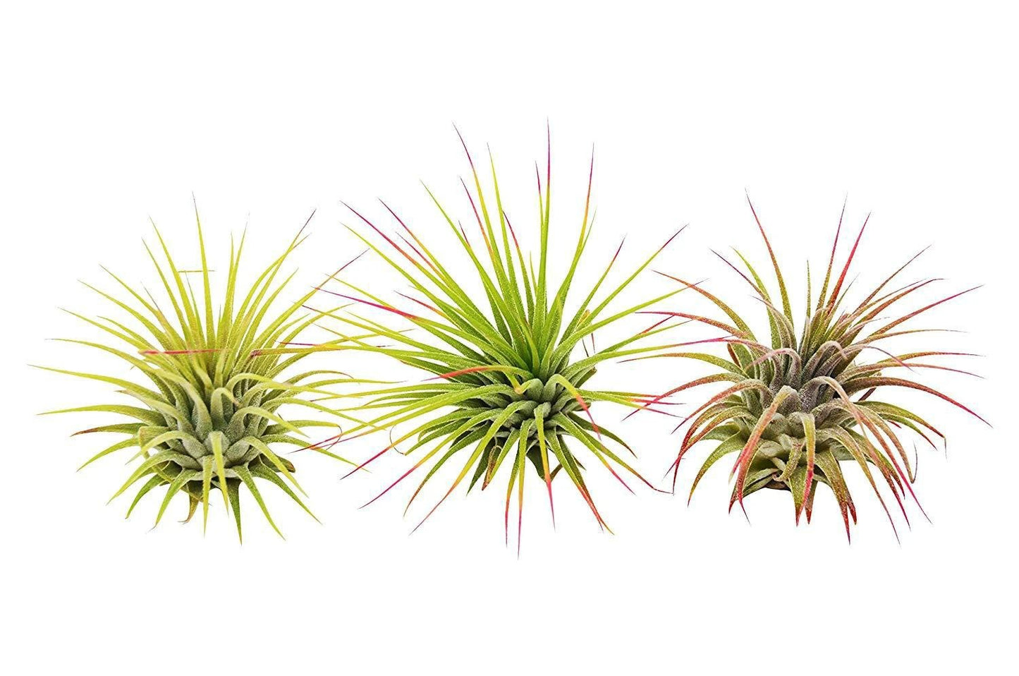 Easy-care Ionantha Tillandsia green rosettes three pack with pink tips. Lime green soilless foliage with red tips. Shipped live by Plants & Roses Inc.