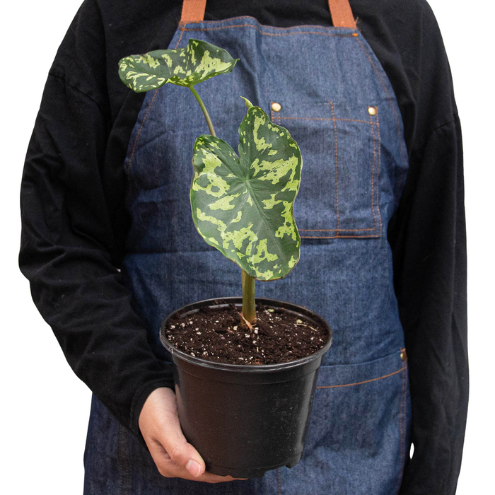 Alocasia 'Hilo Beauty' showcasing its unique bluish-black stems