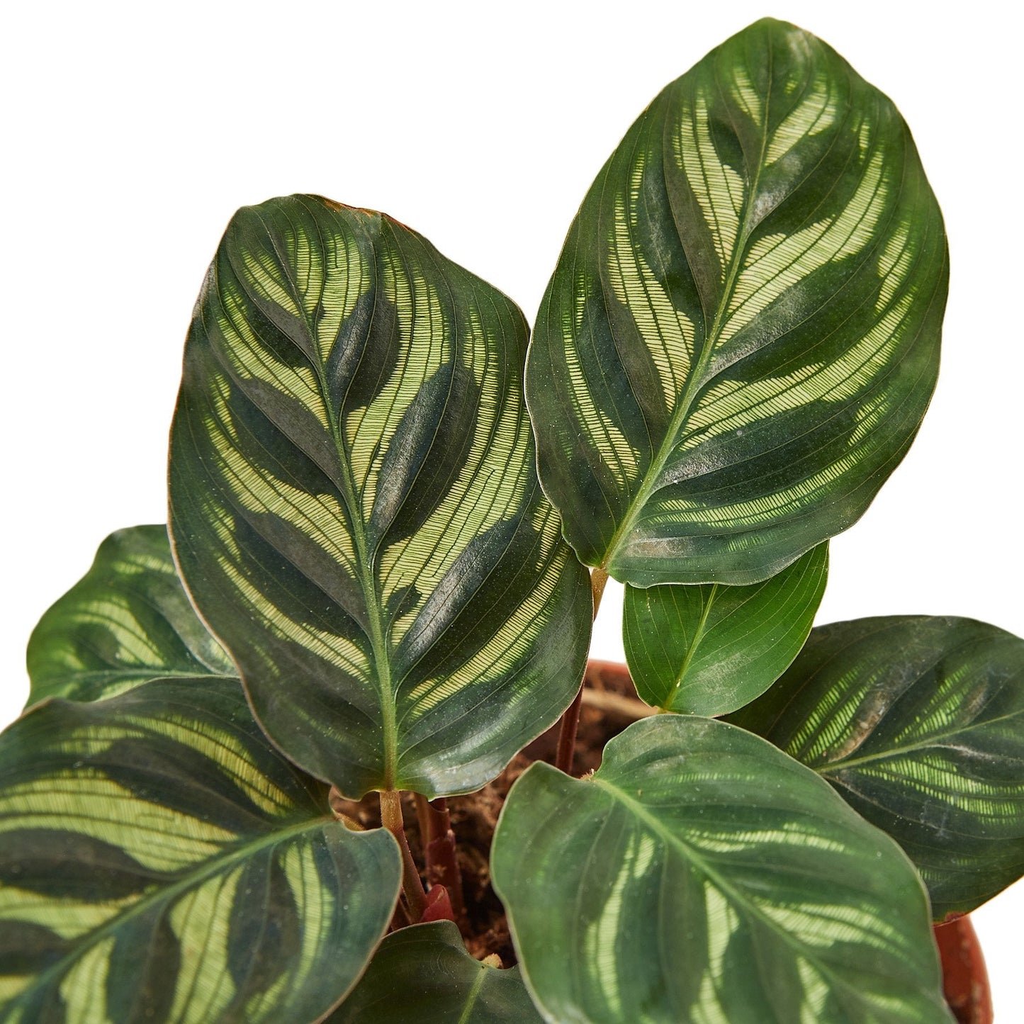 Close-up of the intricate feather-like patterns on a Calathea 'Makoyana' leaf