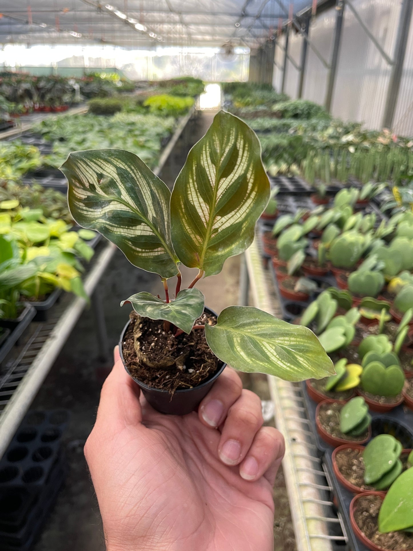 Lush, healthy foliage of a Calathea 'Makoyana' plant