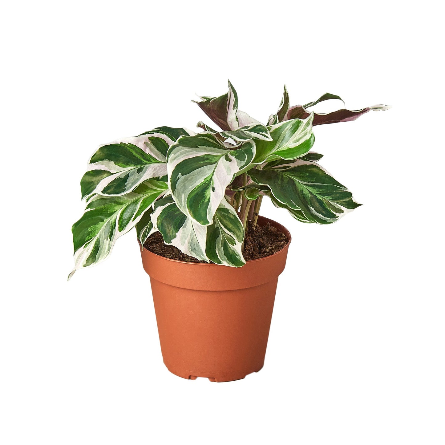 Calathea 'White Fusion' plant with striking white and green patterned leaves