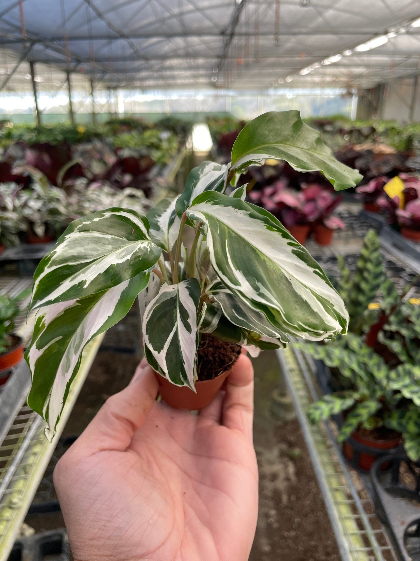 Underside view of a Calathea 'White Fusion' leaf displaying its light purple-pink hue