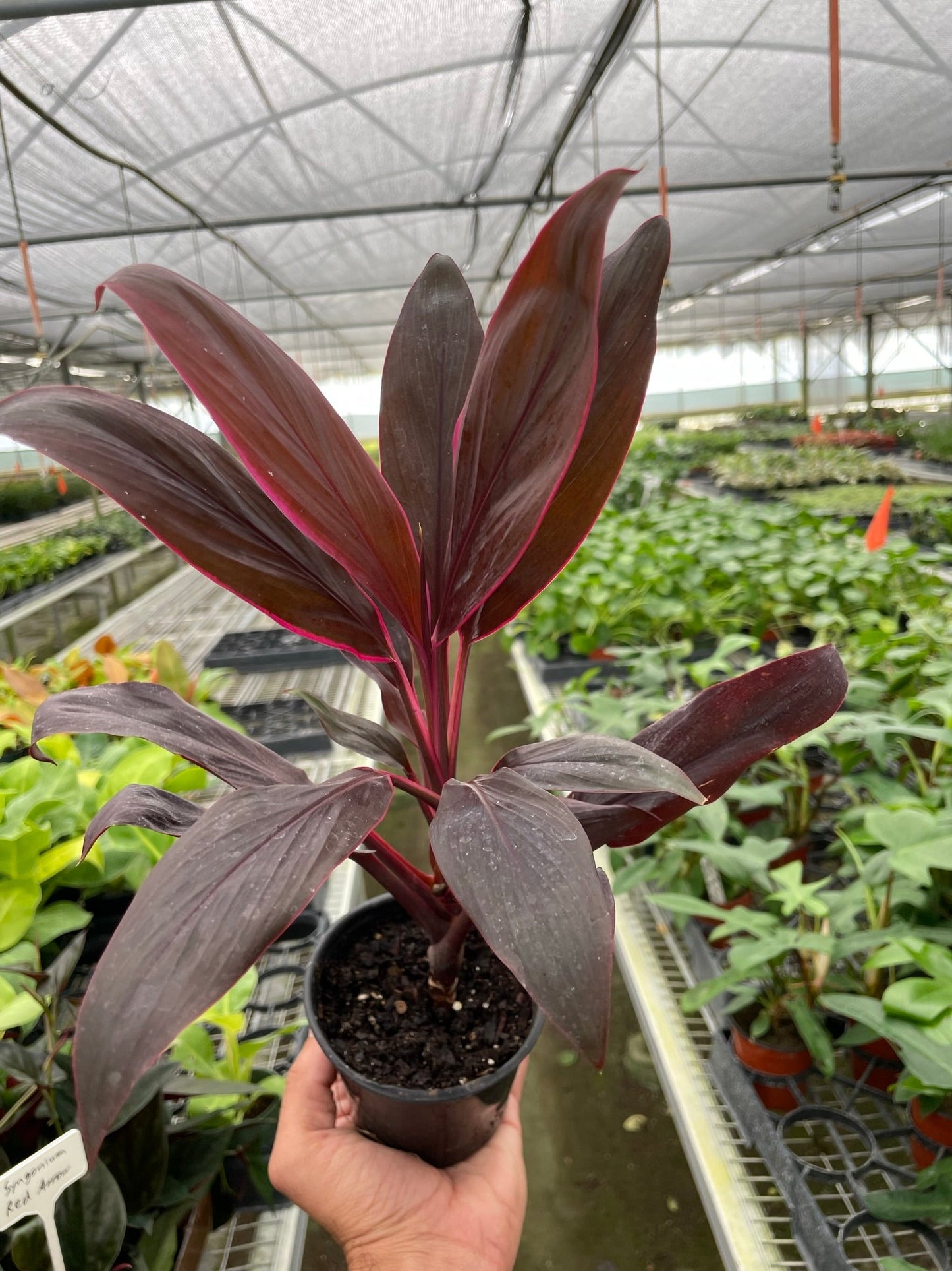 Close-up of the deep purple and pink leaves of the Cordyline 'Calypso Queen', showing its vivid coloration