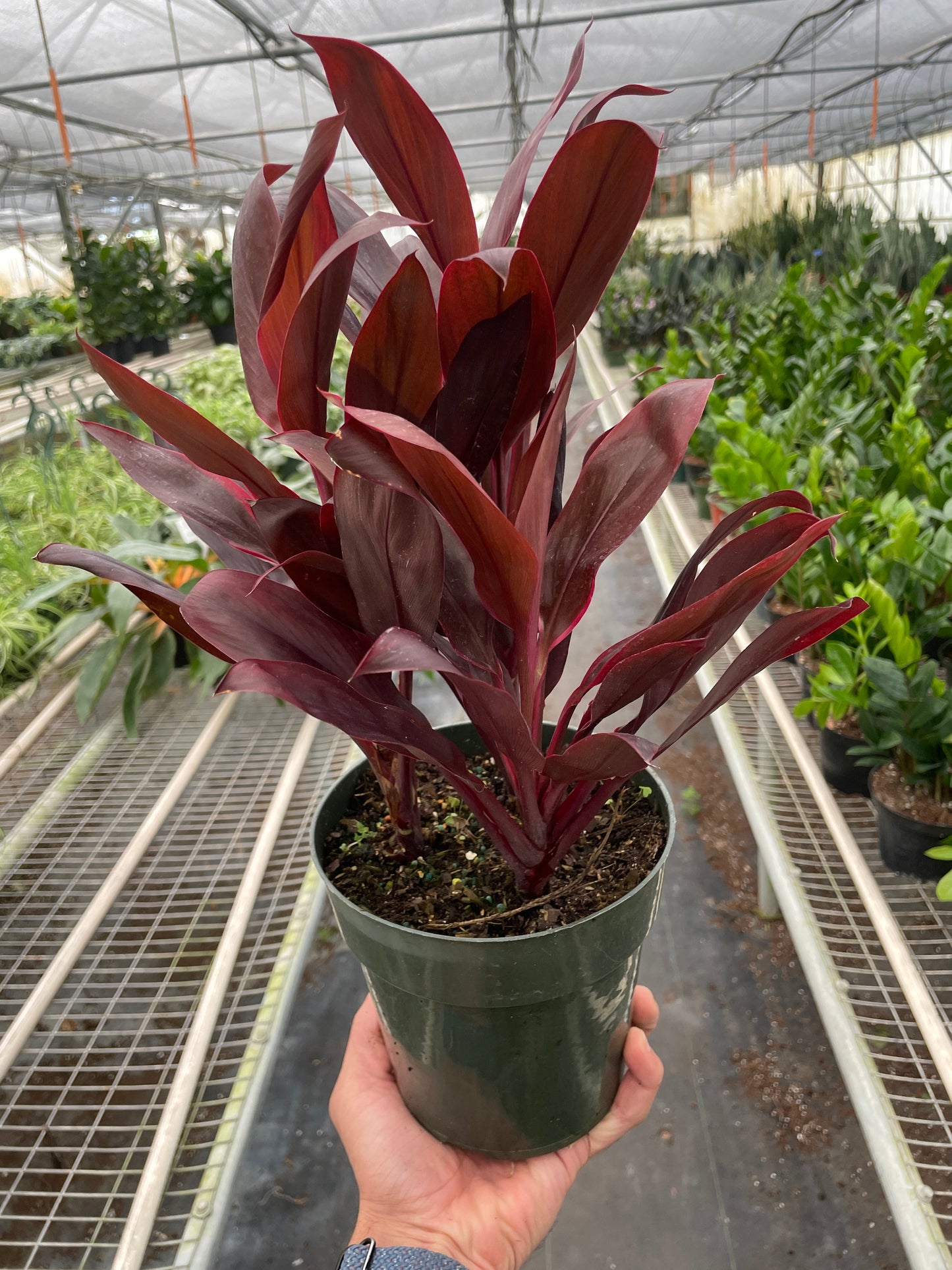 Cordyline 'Calypso Queen' as a pop of color on a tabletop or desk in bright indirect light