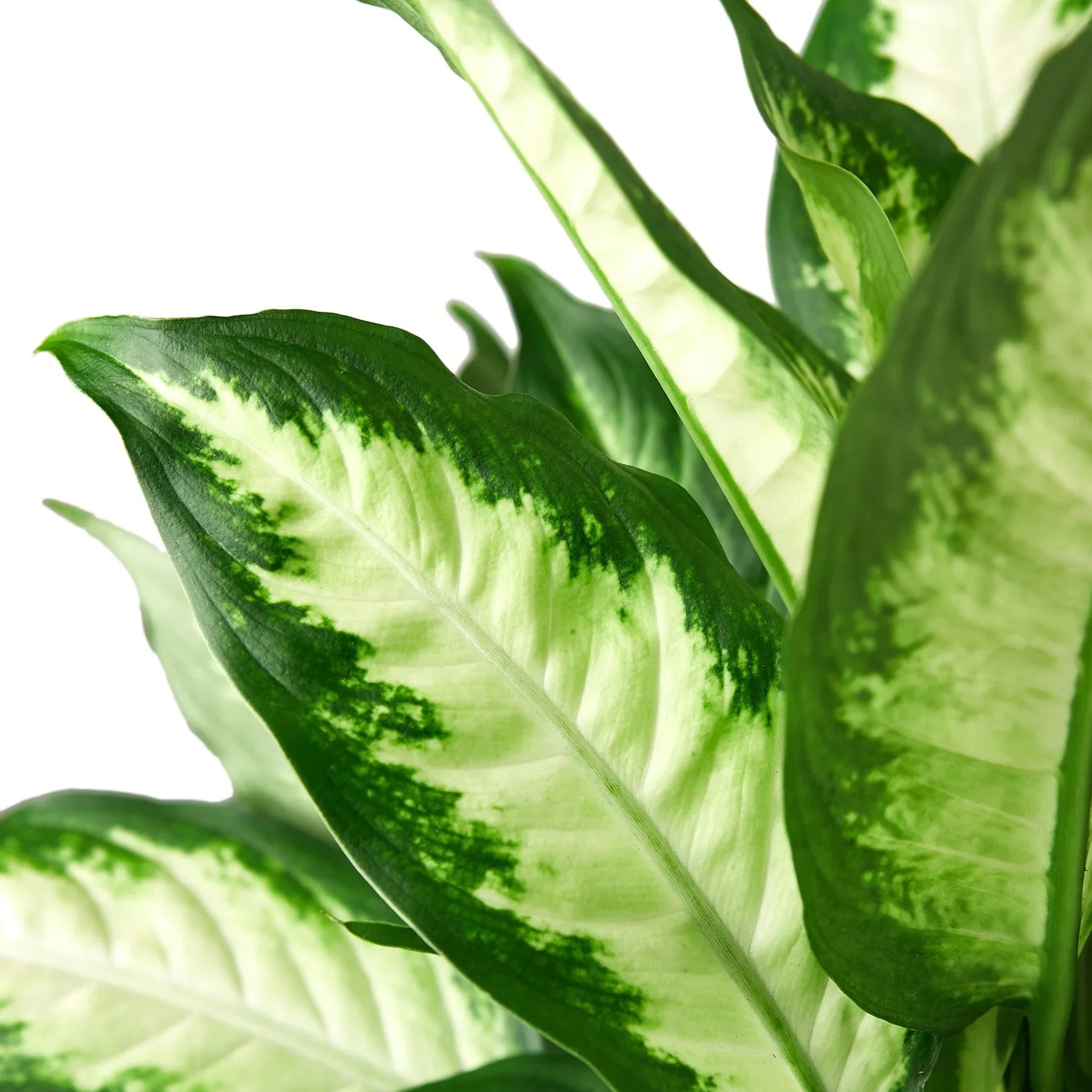 Dieffenbachia 'Camille' plant used as a striking tropical accent in a bright living room